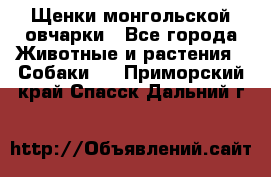 Щенки монгольской овчарки - Все города Животные и растения » Собаки   . Приморский край,Спасск-Дальний г.